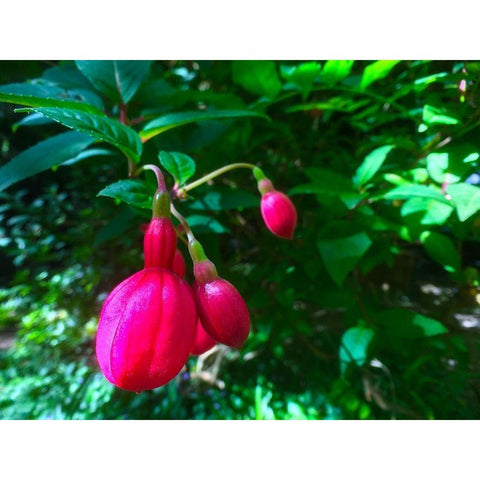 Red Bulbs I Black Modern Wood Framed Art Print by Grayscale