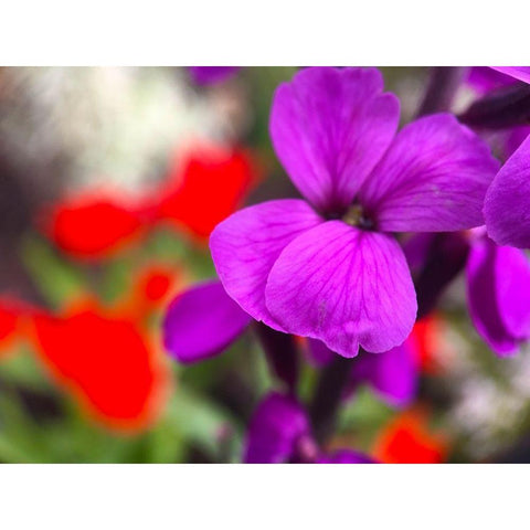 Red and Purple Blooms I Black Modern Wood Framed Art Print with Double Matting by Grayscale