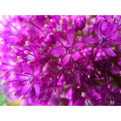 Purple Cluster III Black Modern Wood Framed Art Print by Grayscale