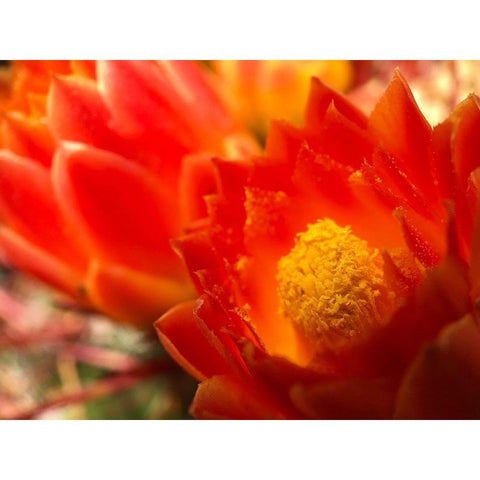 Natural Reactor IV Black Modern Wood Framed Art Print with Double Matting by Grayscale