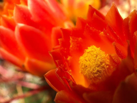 Natural Reactor IV White Modern Wood Framed Art Print with Double Matting by Grayscale