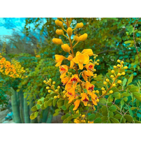 Yellow Blooms I Gold Ornate Wood Framed Art Print with Double Matting by Grayscale