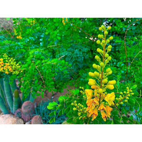 Yellow Blooms II Gold Ornate Wood Framed Art Print with Double Matting by Grayscale