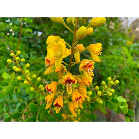 Yellow Blooms III Gold Ornate Wood Framed Art Print with Double Matting by Grayscale