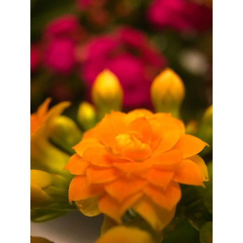 Yellow Blooms V White Modern Wood Framed Art Print by Grayscale