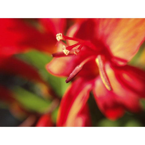 Red Wildflower II Gold Ornate Wood Framed Art Print with Double Matting by Grayscale