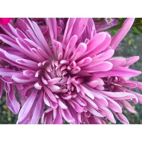 Pink Flowers I Black Modern Wood Framed Art Print by Grayscale