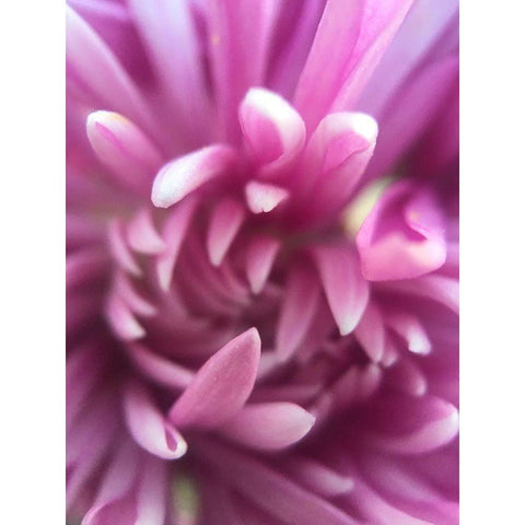 Pink Flower I White Modern Wood Framed Art Print by Grayscale