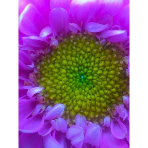 Flower Center I White Modern Wood Framed Art Print by Grayscale