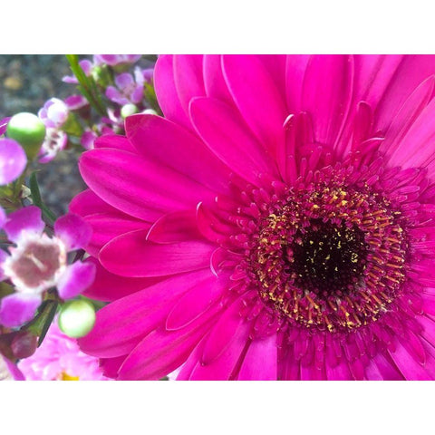 Flower Center II Black Modern Wood Framed Art Print with Double Matting by Grayscale