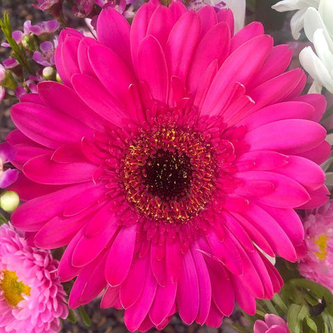 Flower Center III White Modern Wood Framed Art Print by Grayscale