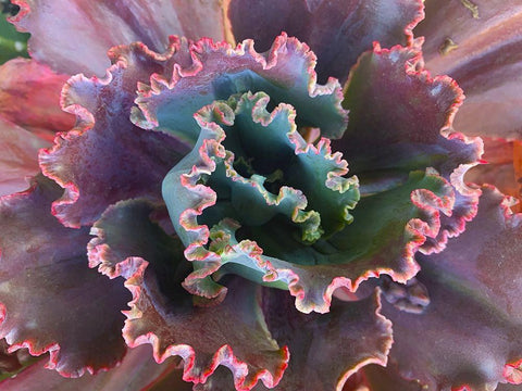 Ribbons II White Modern Wood Framed Art Print with Double Matting by Grayscale