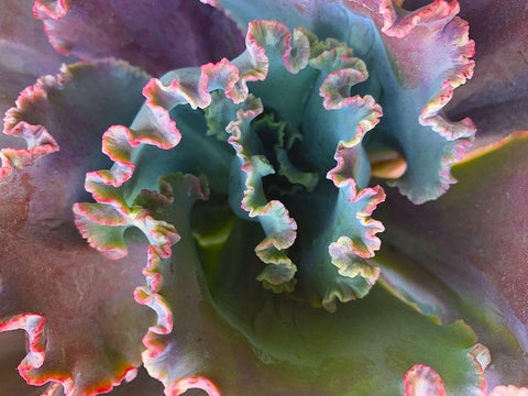 Ribbons III Black Ornate Wood Framed Art Print with Double Matting by Grayscale