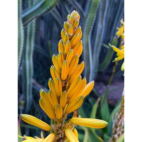 Aloe Blooms II Black Modern Wood Framed Art Print by Grayscale