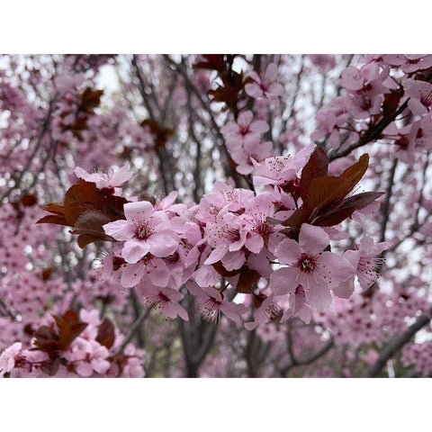 Cherry Blossoms I Black Modern Wood Framed Art Print by Grayscale