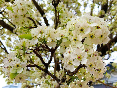 Pear Blossoms I Black Ornate Wood Framed Art Print with Double Matting by Grayscale