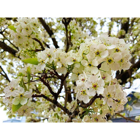 Pear Blossoms I Black Modern Wood Framed Art Print by Grayscale