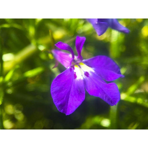 Rosemary Flower I Black Modern Wood Framed Art Print with Double Matting by Grayscale