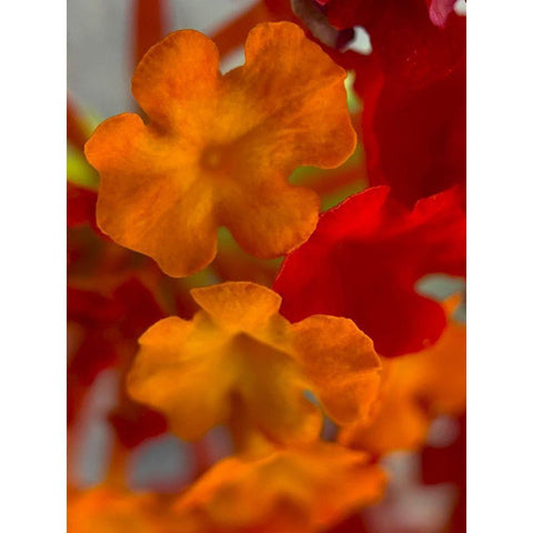 Lantana VII White Modern Wood Framed Art Print by Grayscale