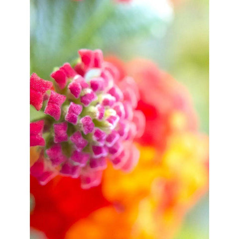 Lantana VIII Gold Ornate Wood Framed Art Print with Double Matting by Grayscale