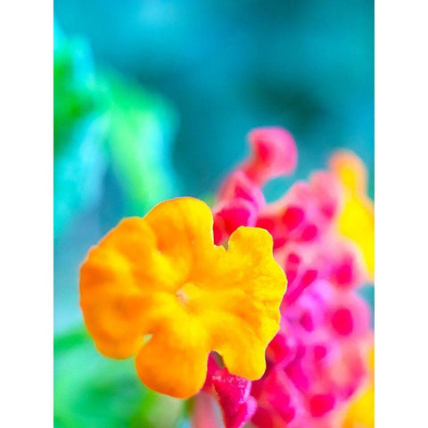 Lantana XI Black Modern Wood Framed Art Print with Double Matting by Grayscale