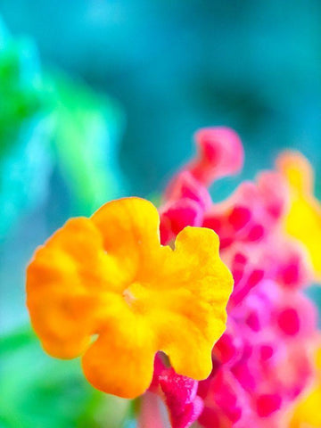 Lantana XI White Modern Wood Framed Art Print with Double Matting by Grayscale