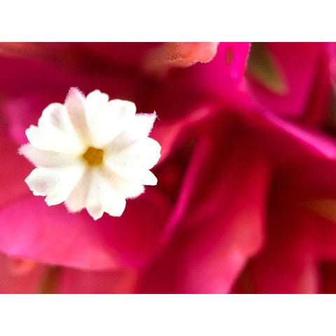 Bougainvillea I Gold Ornate Wood Framed Art Print with Double Matting by Grayscale