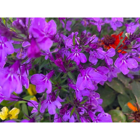 Flower Spot II Gold Ornate Wood Framed Art Print with Double Matting by Grayscale