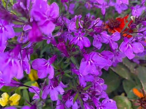 Flower Spot II White Modern Wood Framed Art Print with Double Matting by Grayscale