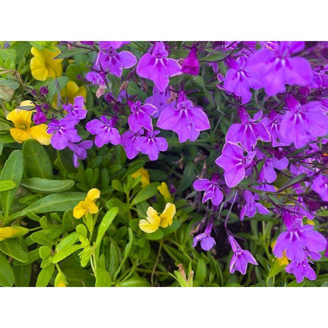 Flower Spot III Black Modern Wood Framed Art Print with Double Matting by Grayscale