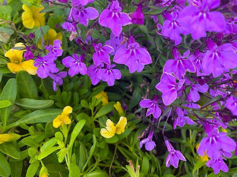 Flower Spot III White Modern Wood Framed Art Print with Double Matting by Grayscale