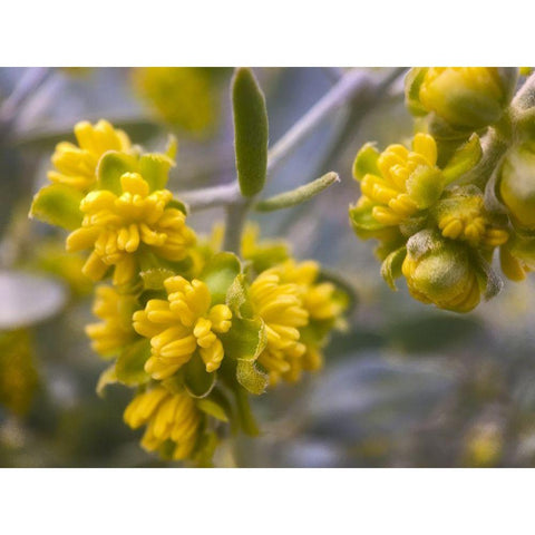 Yellow Buds I Black Modern Wood Framed Art Print by Grayscale