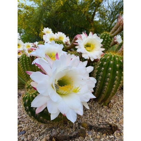 Cactus Flower IV Black Modern Wood Framed Art Print with Double Matting by Grayscale