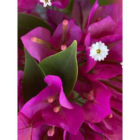 Bougainvillea II Black Modern Wood Framed Art Print with Double Matting by Grayscale