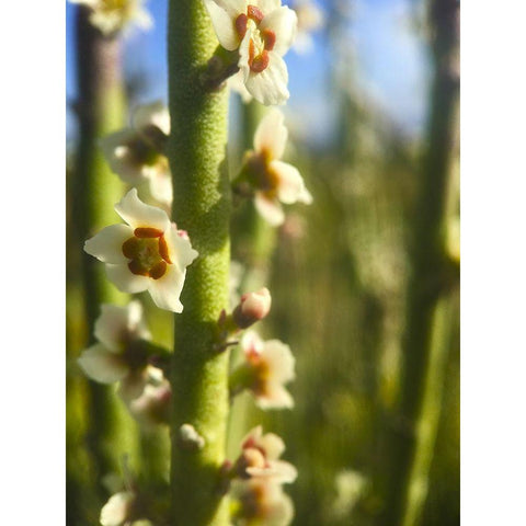 Pencil Buds I Black Modern Wood Framed Art Print by Grayscale