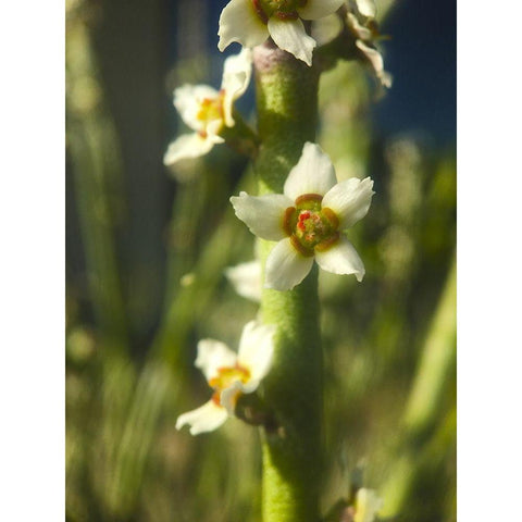 Pencil Buds II Black Modern Wood Framed Art Print by Grayscale