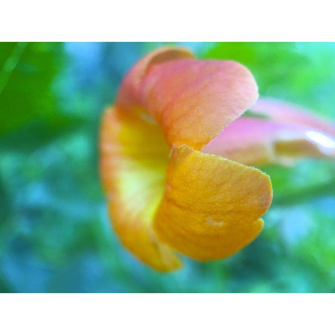 Cactus Flower VI White Modern Wood Framed Art Print by Grayscale