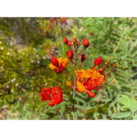 Bird Of Paradise III Black Modern Wood Framed Art Print with Double Matting by Grayscale