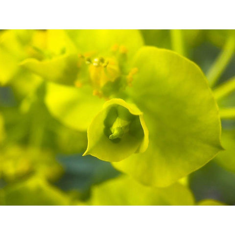 Green Flower II Black Modern Wood Framed Art Print by Grayscale
