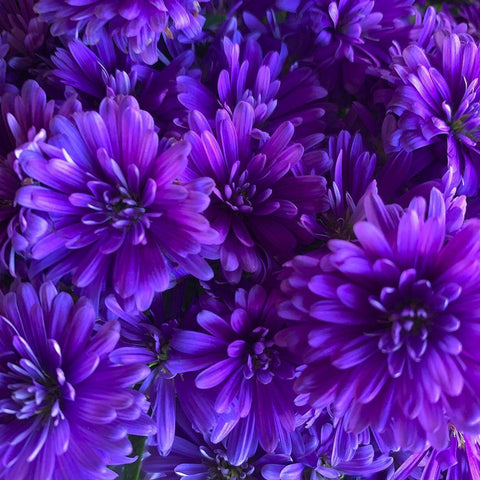 Purple Bloom III Black Ornate Wood Framed Art Print with Double Matting by Grayscale