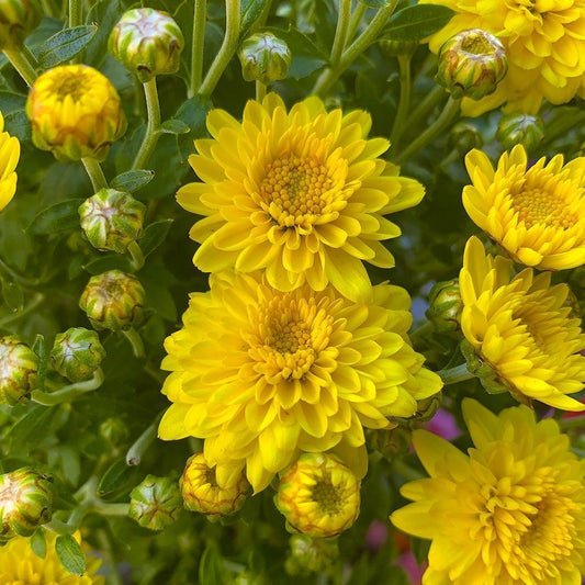 Image Only