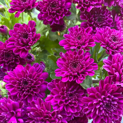 Purple Bloom IV Black Modern Wood Framed Art Print with Double Matting by Grayscale