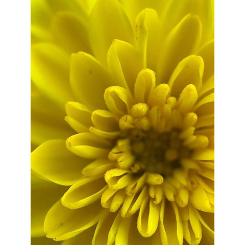 Yellow Blooms IX Black Modern Wood Framed Art Print with Double Matting by Grayscale