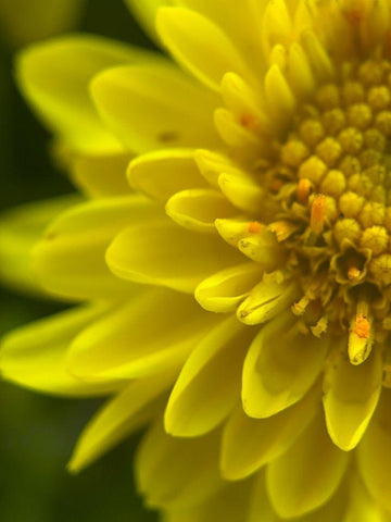 Yellow Blooms X White Modern Wood Framed Art Print with Double Matting by Grayscale