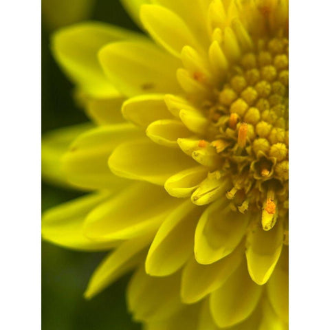 Yellow Blooms X Black Modern Wood Framed Art Print by Grayscale