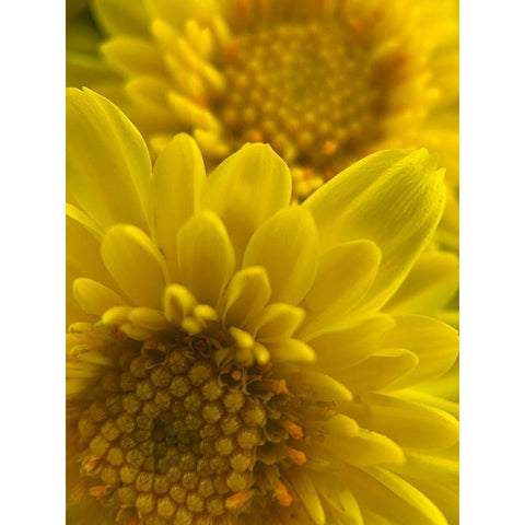 Yellow Blooms XI White Modern Wood Framed Art Print by Grayscale