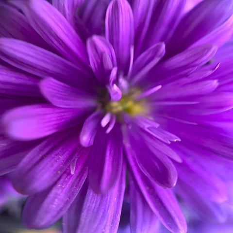 Purple Bloom V White Modern Wood Framed Art Print by Grayscale