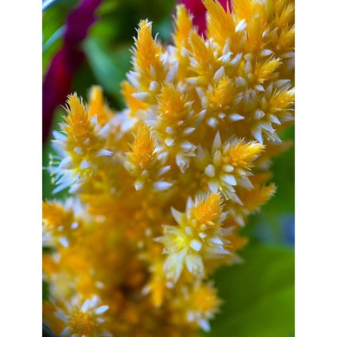 Furry Blooms I Black Modern Wood Framed Art Print by Grayscale