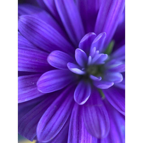 Purple Bloom VI Black Modern Wood Framed Art Print by Grayscale