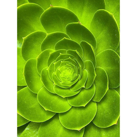 Green Bloom I Black Modern Wood Framed Art Print by Grayscale